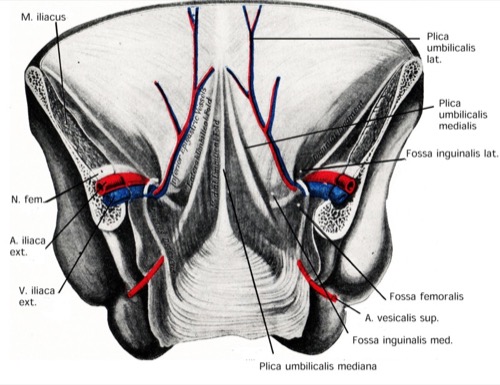 anatomie harnblase bauchwand innen plica