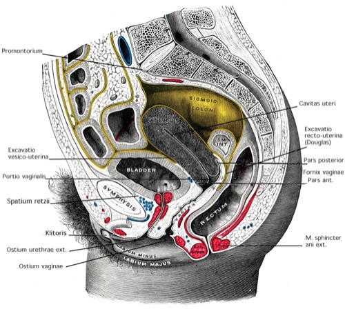 anatomie harnblase becken ureter sphinkter vagina ureterus frau
