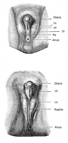Entwicklung des &auml;u&szlig;eren m&auml;nnlichen Genitale Glans, Skrotalw&uuml;lste (Ls), Urethralrinne (Ur), &Ouml;ffnung des Sinus urogenitalis (Si), Perineum (Pe) und Anus. Unten: sp&auml;te Phase mit Glans, Urethralrinne (Ur), Skrotalw&uuml;lste (Ls), Raphe scroti und Anus