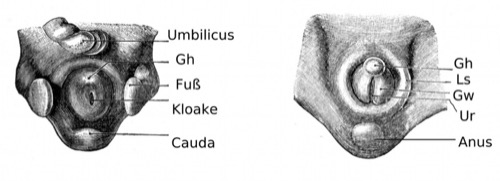 Indifferente Entwicklung des &auml;u&szlig;eren Genitale indifferentes Genital Umbilicus, Genitalh&ouml;cker (Gh), Kloake und Cauda. Unten: sp&auml;tes indifferentes Genital mit Genitalh&ouml;cker (Gh), Labioskrotalw&uuml;lste (Ls), Genitalw&uuml;lsten (Gw), Sulcus urogenitalis
