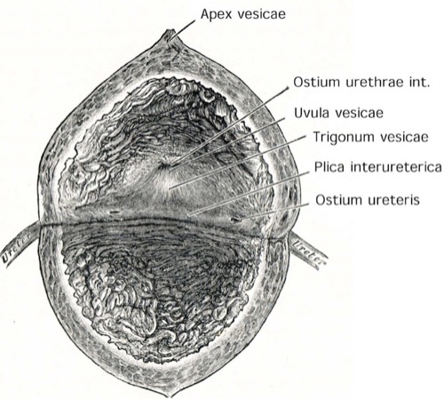 anatomie harnblase