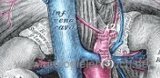 Anatomie der Nebennieren