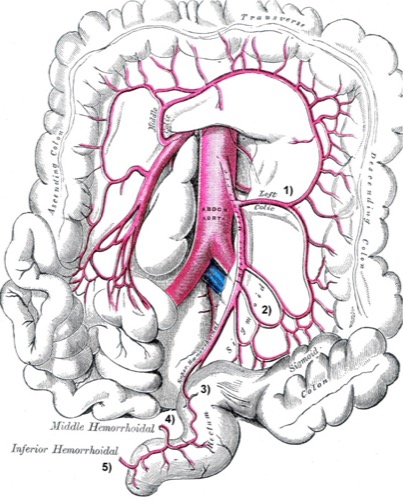Äste der Arteria mesenterica inferior