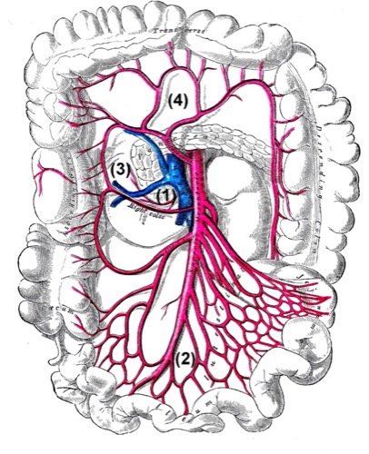 Äste der Arteria mesenterica superior