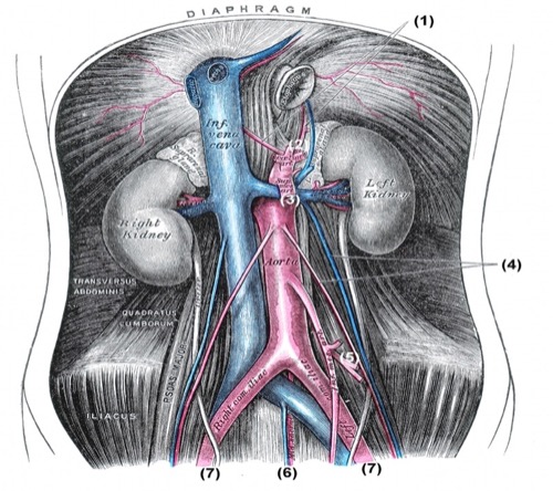 Äste der Aorta und Arterien der Bauchhöhle