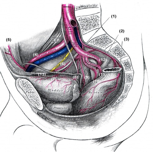 Beckenhöhle Arterien gefäße