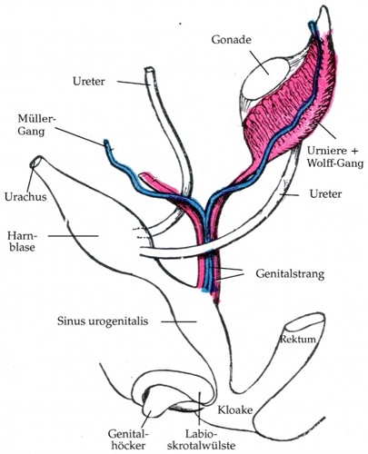 embryologie undifferenzierte genitalanlage embryo urogenitalsystem Penis