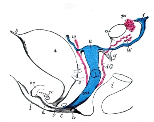 Schematische Darstellung der Genitalanlage eines weiblichen Embryos Bartholini-Drüse, Urethra (C), , Corpus cavernosum clitoridis (cc), Gartner-Gang (dG), Tuba uterina mit Ampulla (f), kaudales Keimdrüsenband (g), Hymen (h),  Rektum (i), Labium major (l), Labium minor (n), Müller-Gang Ovar (o), Epoophoron (po), Bulbus vestibuli (sc), Uterus (u), Vulva (V), Vagina (va), Wolff-Gang Parophoron (W), Ureter (3), Harnblase (4), Urachus (5)