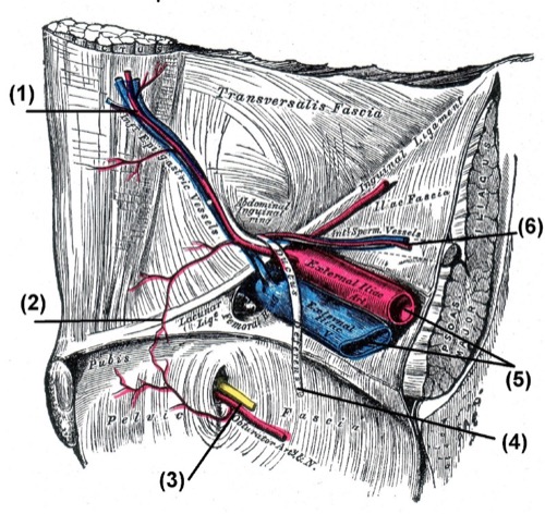 Anatomie des inneren Leistenrings Lymphknoten pelvin obturatorisch A. und V. epigastrica inferior, Corona mortes, A. und N. obturatoria, Ductus deferens, A. und V. iliaca externa, A. und V. testicularis