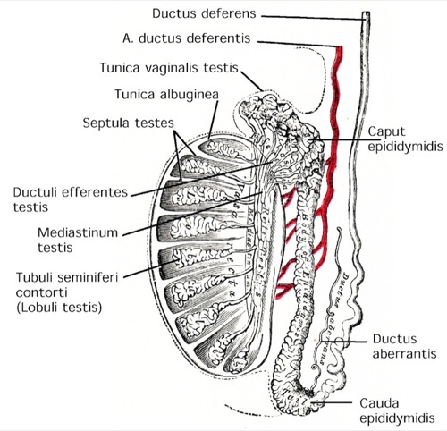 Abbildung Hoden und Nebenhoden (Epididymis) Anatomie Schema