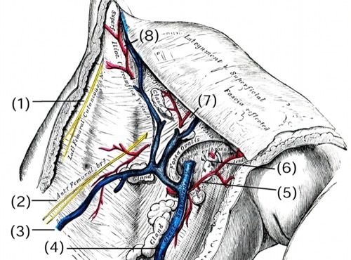 Anatomie der Leiste