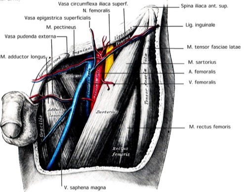 Leiste tiefe Anatomie