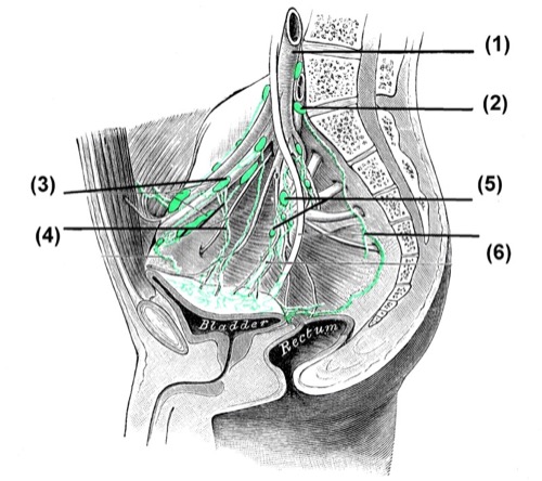 Lymphgefäße Lymphknoten des Beckens