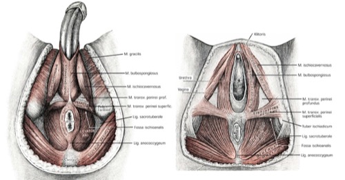 Anatomie des Beckenbodens