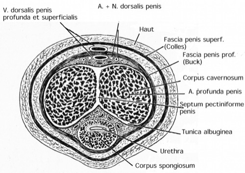 Anatomischer Querschnitt durch den Penis