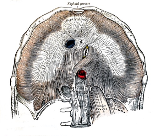 Anatomie der Rückenmuskeln und Bauchmuskeln