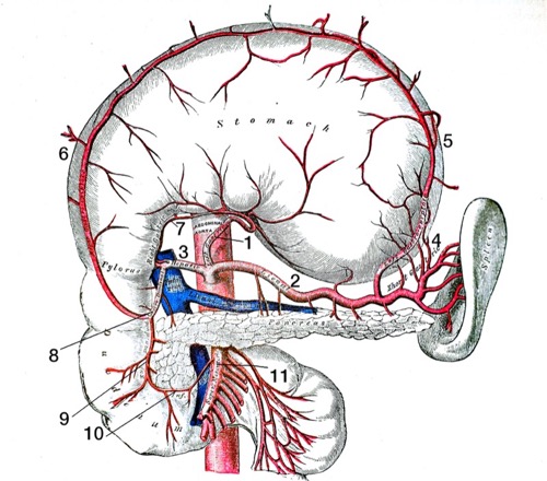 Abbildung Äste des Truncus coeliacus