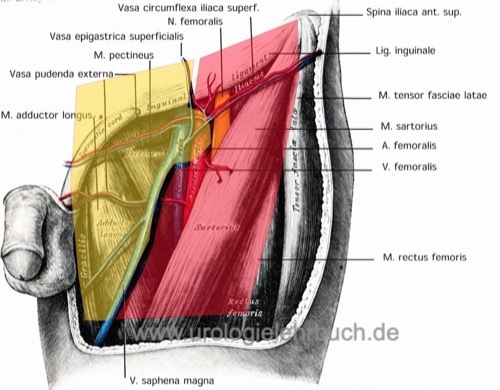  Inguinale Lymphadenektomie Dissektionsgebiet Anatomie modifiziert Catalona radikalen inguinalen Lymphadenektomie Regio inguinalis A. + V. circumflexa iliaca superficialis N. femoralis A. + V. epigastrica superficialis Lig. inguinale A. + V. pudenda externa M. sartorius Spina iliaca ant. sup. M. tensor fasciae latae M. pectineus M. adductor longus M. rectus femoris V. saphena magna