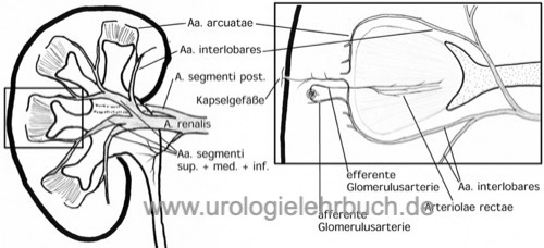 Schematischer Aufbau der Nierendurchblutung Segmentarterien Aa. interlobares Aa. arcuatae Aa. interlobulares