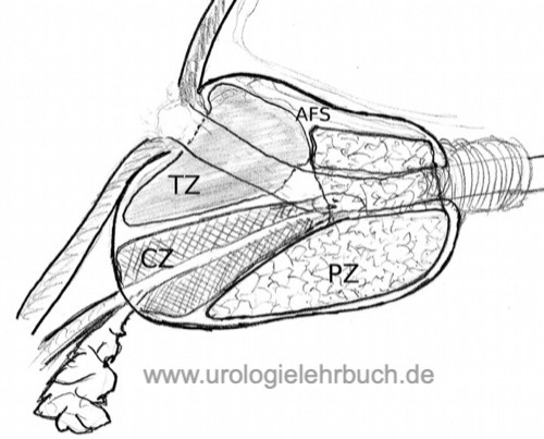 Prostata Anatomie Prostatazonen nach McNeal Innenzone Außenzone Mantelzone