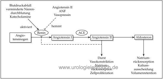 RAAS renin angiotensin aldosteron system nieren