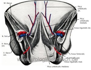 anatomie harnblase bauchwand innen plica