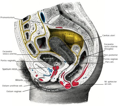 Abbildung Schnittbild-Anatomie Harnblase und Becken der Frau