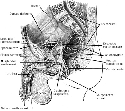 Abbildung Schnittbild-Anatomie der Harnblase und Becken mit Prostata beim Mann