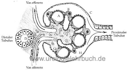 Abbildung Schematischer Aufbau eines Glomerulums. A) Glomerulumkapillar B) Podozyt C) Bowmann-Kapsel (parietales Blatt) D) Macula densa im distalen Tubulus E) extraglomeruläre Mesangiumzellen mit juxtaglomerulären Apparat F) intraglomeruläre Mesangiumzellen G) kontraktile Mesangiumzellen zum Steuern des Filtrationsdruck H) Lumen der Bowmann-Kapsel, gefüllt mit Primärharn.