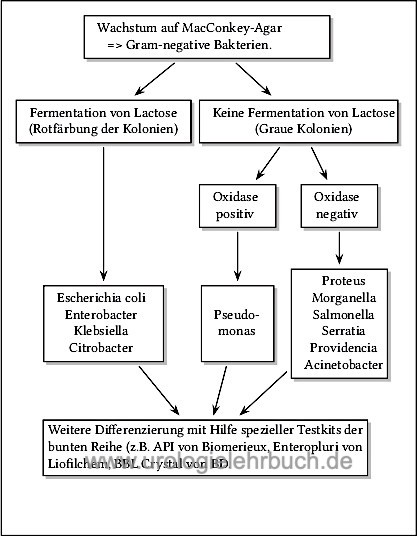 Abbbildung Grobe Eingrenzung der gramnegativen Bakterienart