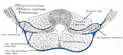 Anatomie der Rückenmuskeln und Bauchmuskeln