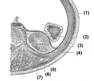 bindegewebshüllen der nieren gerota anatomie
