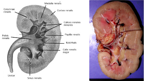 Abb. Anatomie des Nierenbeckens und der Nierenkelche