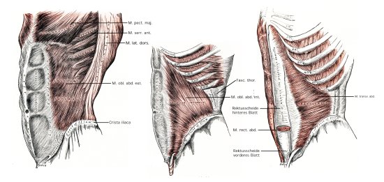 Bauchmuskeln seitliche und vorder Bauchmuskulatur