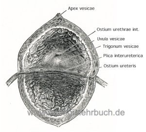 Abbildung innere Anatomie der Harnblase mit Trigonum und Ostien