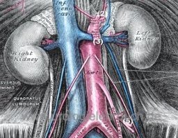 Anatomie der Harnleiter