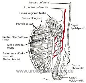 Hoden Anatomie