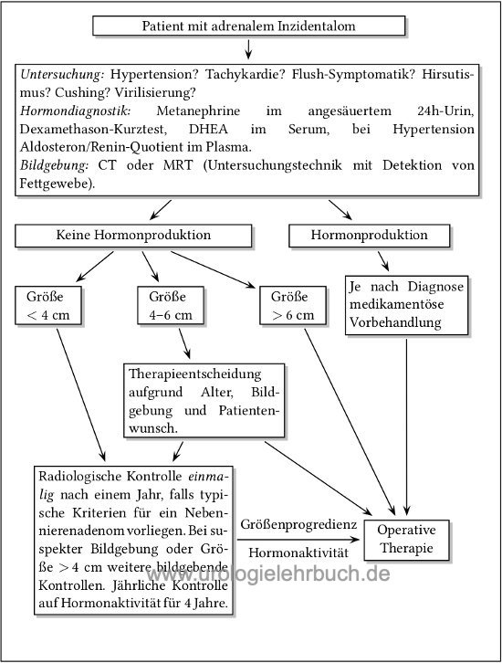 Algorithmus zur Diagnose und Therapie des Inzidentaloms