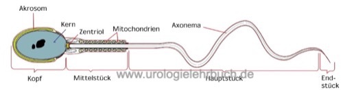 Abbildung Aussehen der Spermien im Spermiogramm