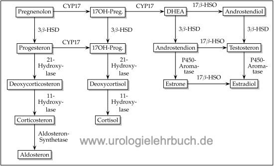 Steroidbiosynthese Nebenniere Physiologie Glukokortikoide Androgene Mineralokortikoide