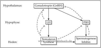 Steuerung des Testosteronspiegels durch LH, FSH, GnRH