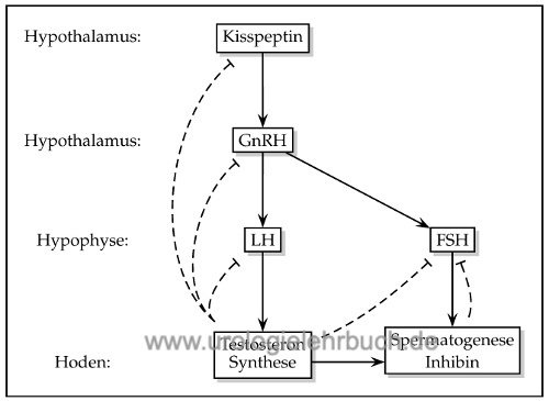 Steuerung der Sexualhormone Testosteron LH RH Hypophyse Hypothalamus GnRH und Testosteron