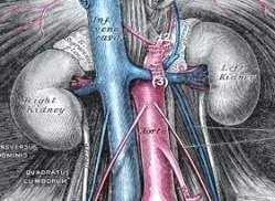 Abb. urologische Anatomie