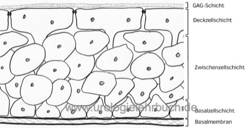 Histologie Urothel Übergangsepithel